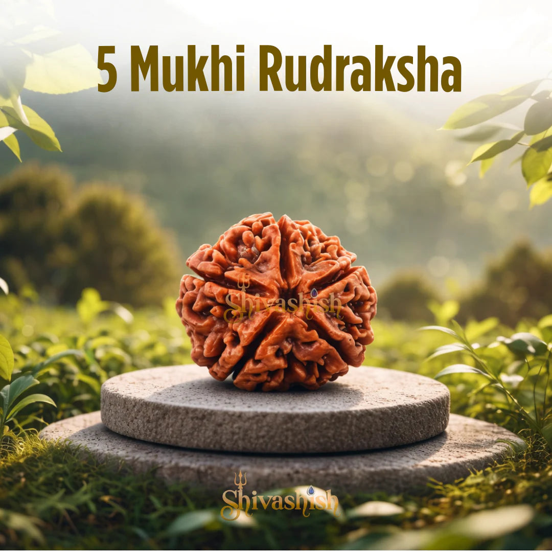 5 Mukhi Rudraksha – Natural Bead | Peace, Health & Spiritual Growth
