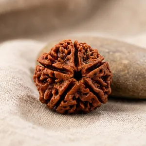 Rudraksha